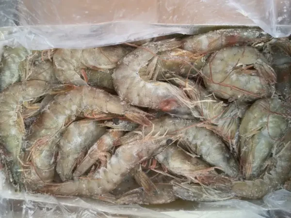 Frozen Iranian Shrimps 30/40 size bulk supply Dubai Abu Dhabi