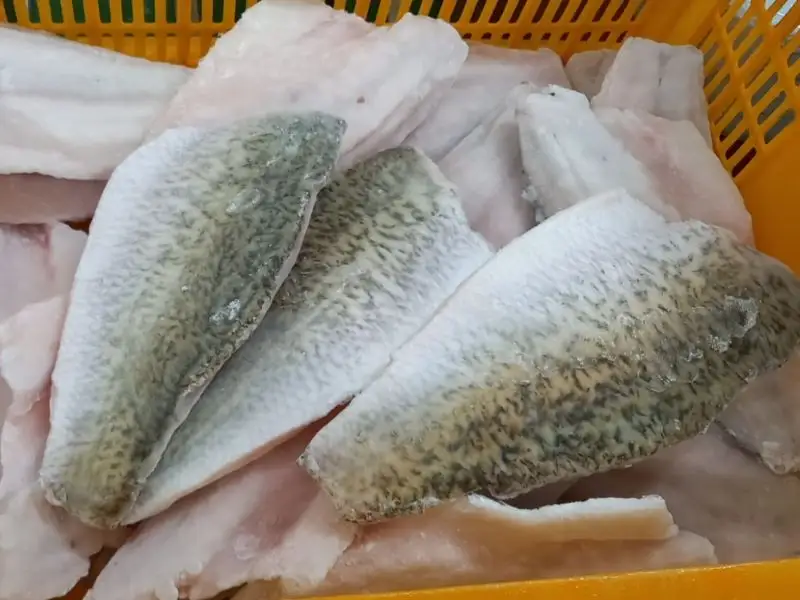 Frozen Barramundi Fillet