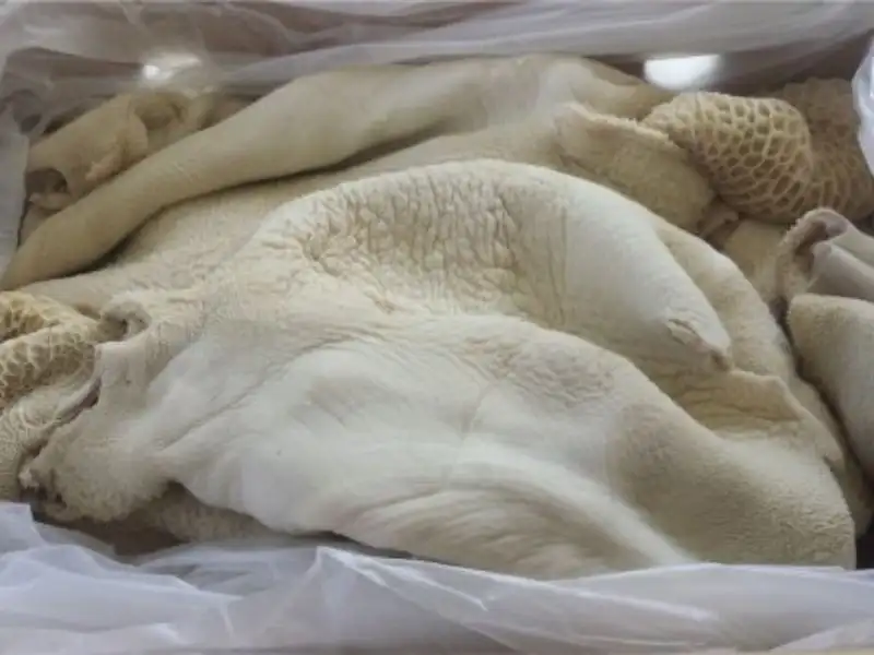 Frozen Brazilian Beef Tripe